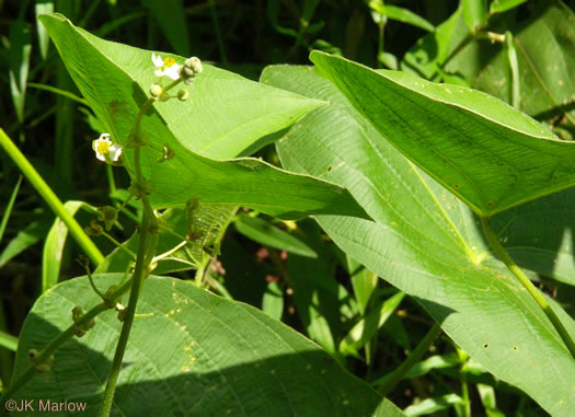 image of Sagittaria latifolia +, Broadleaf Arrowhead, Duck Potato, Common Arrowhead