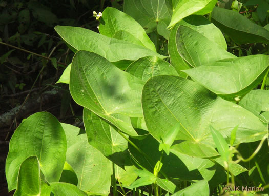 image of Sagittaria latifolia +, Broadleaf Arrowhead, Duck Potato, Common Arrowhead