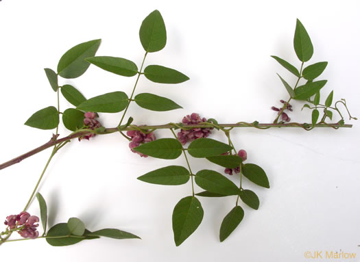 image of Apios americana, American Groundnut, Common Groundnut