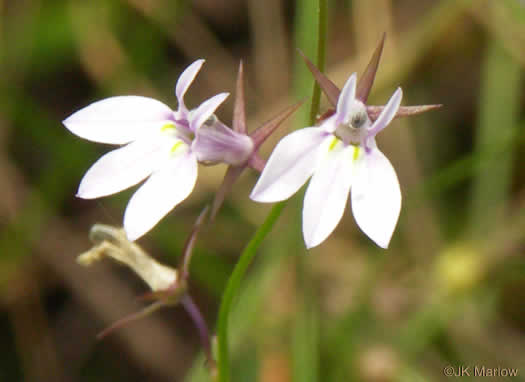 image of Lobelia nuttallii, Nuttall's Lobelia