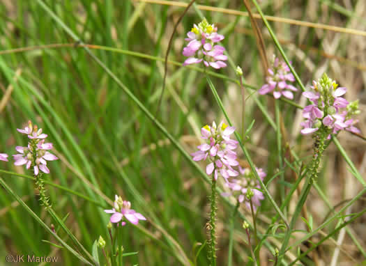 image of Polygala curtissii, Curtiss's Milkwort, Appalachian Milkwort