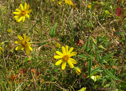 image of Helianthus schweinitzii, Schweinitz's Sunflower