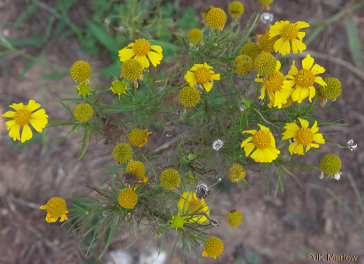 image of Helenium amarum, Bitterweed, Yellow Sneezeweed, Bitter Sneezeweed