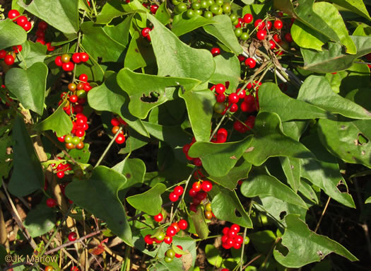 image of Nephroia carolina, Carolina Moonseed, Coralbeads, Carolina Snailseed, Red Moonseed