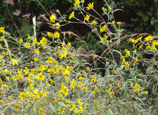 image of Helianthus schweinitzii, Schweinitz's Sunflower