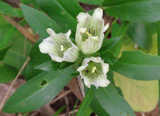 image of Gentiana villosa, Striped Gentian