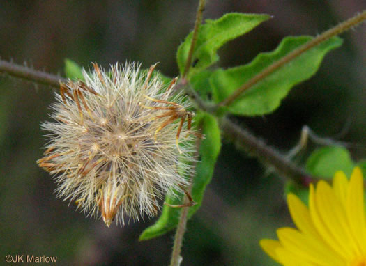 image of Heterotheca subaxillaris, Camphorweed