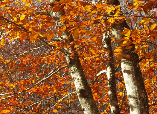 image of Fagus grandifolia +, American Beech