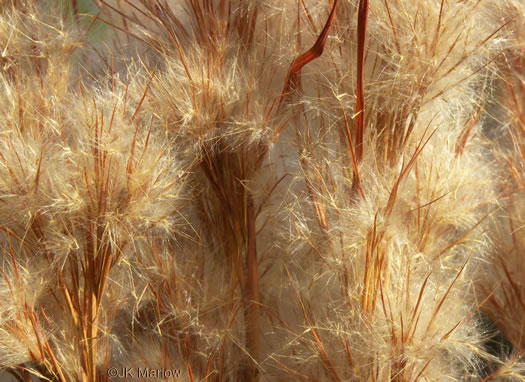 image of Andropogon tenuispatheus, Maritime Bushy Bluestem, Bushy Beardgrass, Maritime Bluestem