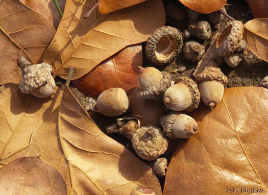 image of Quercus marilandica var. marilandica, Blackjack Oak