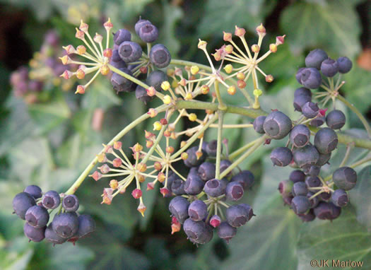 image of Hedera helix var. helix, English Ivy, Common Ivy