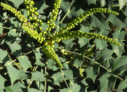 image of Mahonia bealei, Leatherleaf Mahonia, Chinese Mahonia, Holly-grape