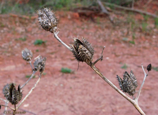 image of Datura stramonium, Jimsonweed, Thornapple, Stramonium