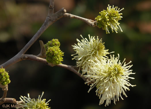 image of Fothergilla gardenii, Coastal Witch-alder, Pocosin Witch-alder, Dwarf Witch-alder, Fothergilla