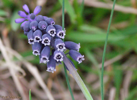 image of Muscari neglectum, Starch Grape-hyacinth, Blue Bottles