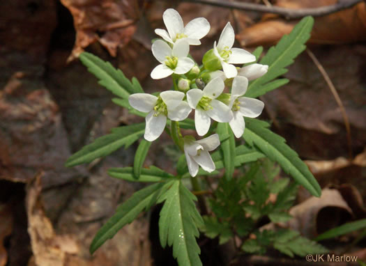 image of Cardamine concatenata, Cutleaf Toothwort