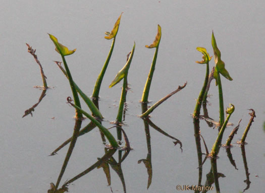 image of Peltandra virginica, Green Arrow-arum, Tuckahoe