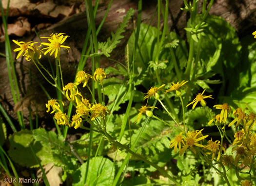 image of Packera obovata, Roundleaf Ragwort, Roundleaf Groundsel, Spatulate-leaved Ragwort, Running Ragwort