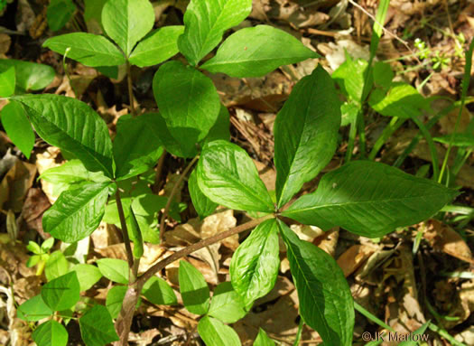 image of Arisaema quinatum, Preacher John, Southern Jack-in-the-Pulpit, Prester-John