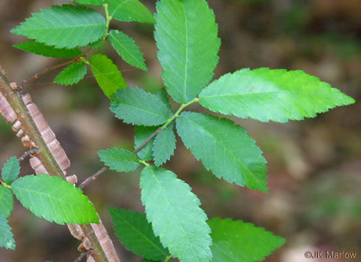 image of Ulmus alata, Winged Elm