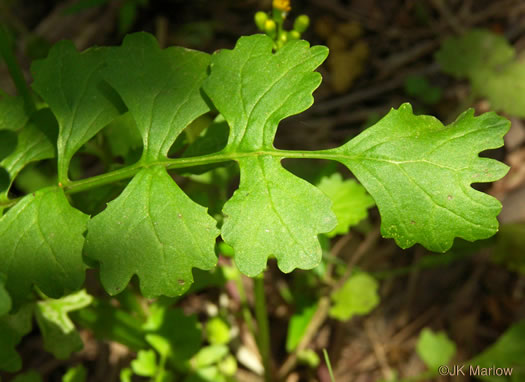 image of Packera glabella, Butterweed, Smooth Ragwort, Smooth Groundsel, Yellowtop