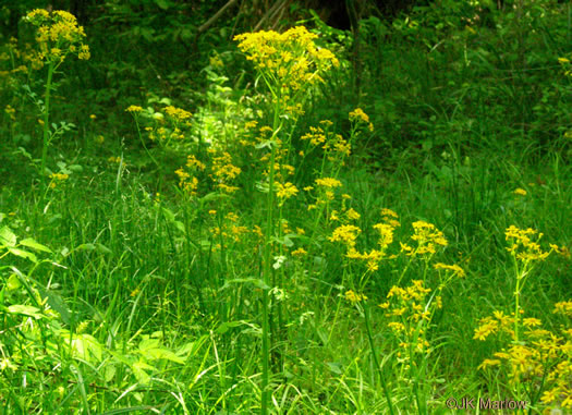 image of Packera glabella, Butterweed, Smooth Ragwort, Smooth Groundsel, Yellowtop