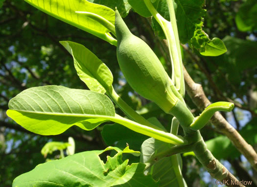 image of Magnolia macrophylla, Bigleaf Magnolia, Large-leaved Magnolia, Umbrella Tree