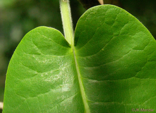 image of Magnolia macrophylla, Bigleaf Magnolia, Large-leaved Magnolia, Umbrella Tree