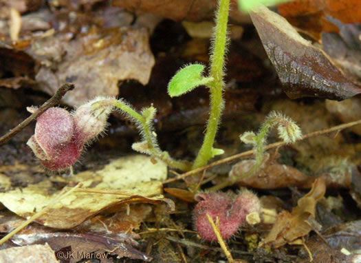 image of Endodeca serpentaria, Turpentine-root, Virginia Snakeroot, Serpent Birthwort