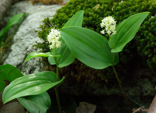 image of Maianthemum canadense, Canada Mayflower, "False Lily-of-the-valley", "Wild Lily-of-the-valley"