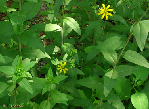 image of Silphium asteriscus var. asteriscus, Starry Rosinweed