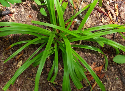 image of Amianthium muscitoxicum, Fly-poison