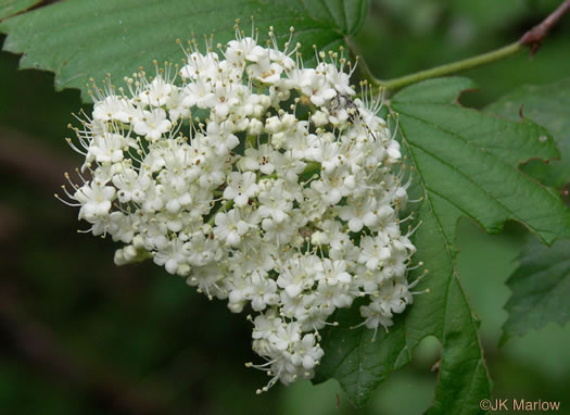 image of Viburnum dentatum, Southern Arrowwood