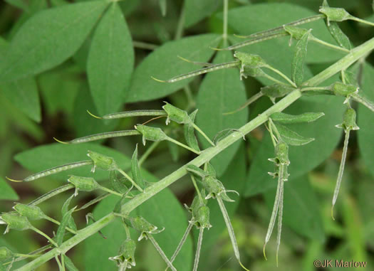 image of Thermopsis fraxinifolia, Ashleaf Golden-banner