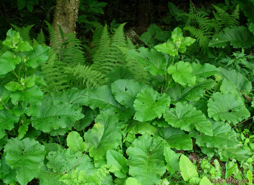 image of Arctium minus, Lesser Burdock, Common Burdock