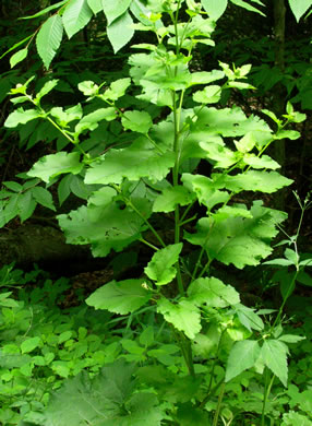 image of Arctium minus, Lesser Burdock, Common Burdock