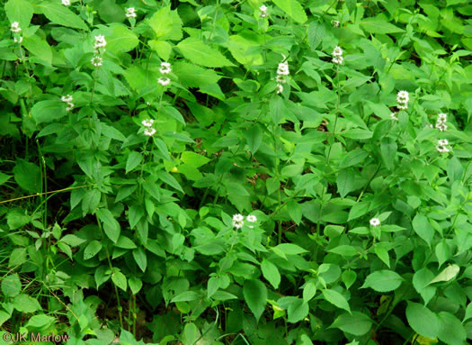 image of Blephilia hirsuta, Hairy Woodmint