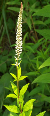 image of Veronicastrum virginicum, Culver's-root, Culver's-physic