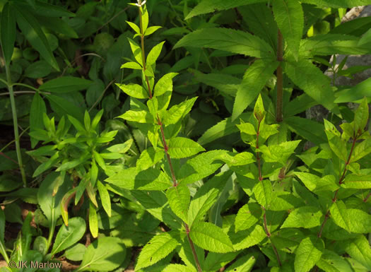 image of Veronicastrum virginicum, Culver's-root, Culver's-physic