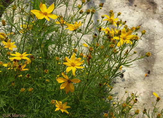 image of Coreopsis verticillata, Threadleaf Coreopsis, Cutleaf Tickseed, Whorled Tickseed