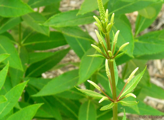 image of Veronicastrum virginicum, Culver's-root, Culver's-physic