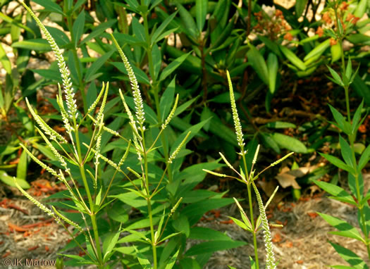 image of Veronicastrum virginicum, Culver's-root, Culver's-physic