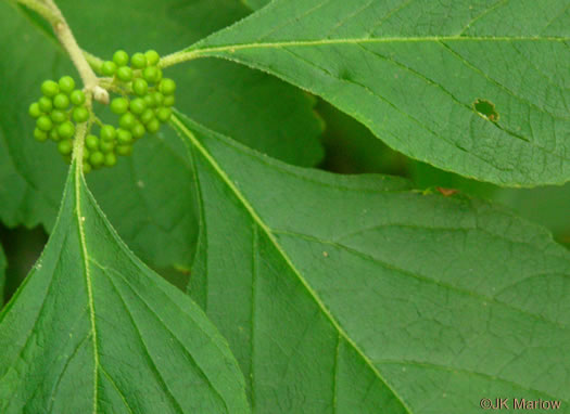 image of Callicarpa americana, American Beautyberry, French-mulberry, Beautybush