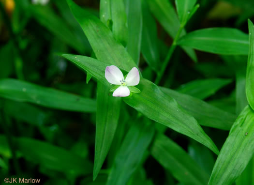 image of Murdannia keisak, Murdannia, Asian Spiderwort, Marsh Dewflower, Wart-removing Herb