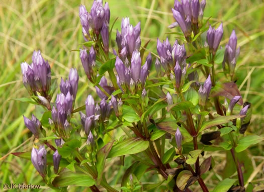 image of Gentianella quinquefolia, Stiff Gentian, Appalachian Gentianella, Fivefinger Gentian, Eastern Agueweed