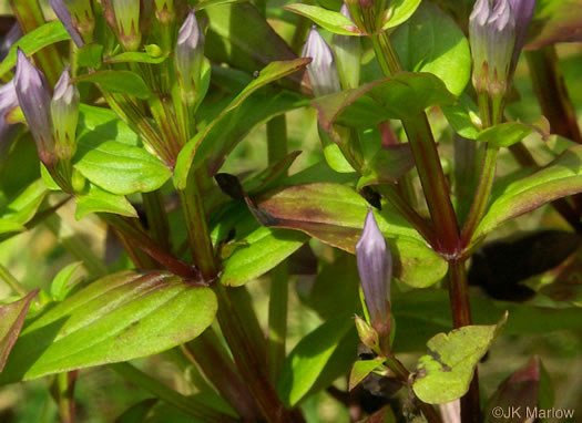 image of Gentianella quinquefolia, Stiff Gentian, Appalachian Gentianella, Fivefinger Gentian, Eastern Agueweed