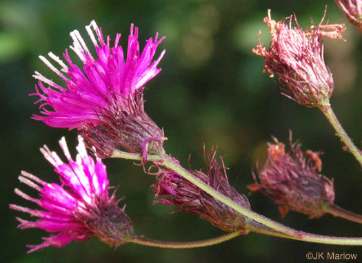 image of Vernonia noveboracensis, New York Ironweed