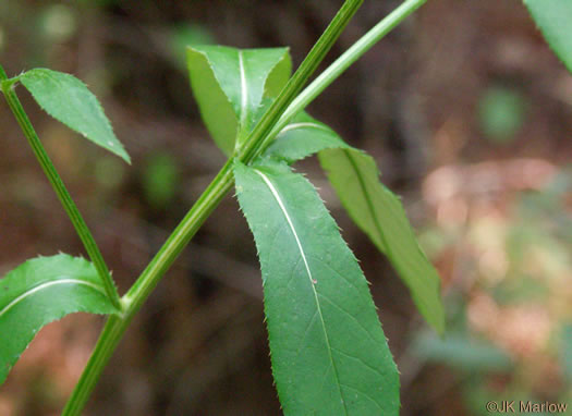 image of Cirsium altissimum, Tall Thistle