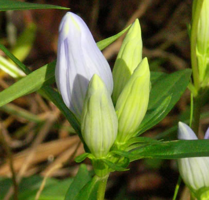 image of Gentiana saponaria, Soapwort Gentian, Harvestbells