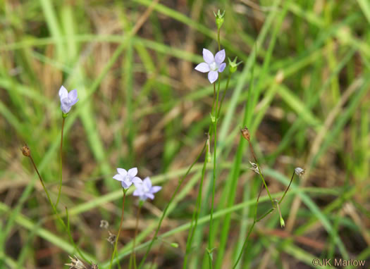 image of Wahlenbergia marginata, Wahlenbergia, Asian Rockbell, Asiatic bellflower, Southern Rockbell